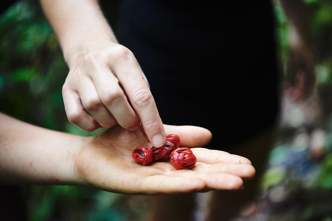Daintree Ecolodge 外观 照片
