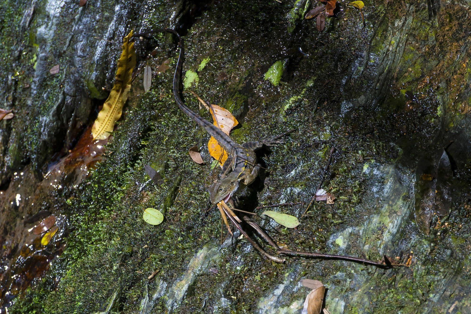 Daintree Ecolodge 外观 照片